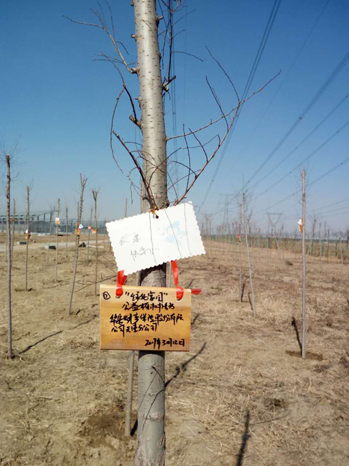 华安保险天津分公司公益植树活动