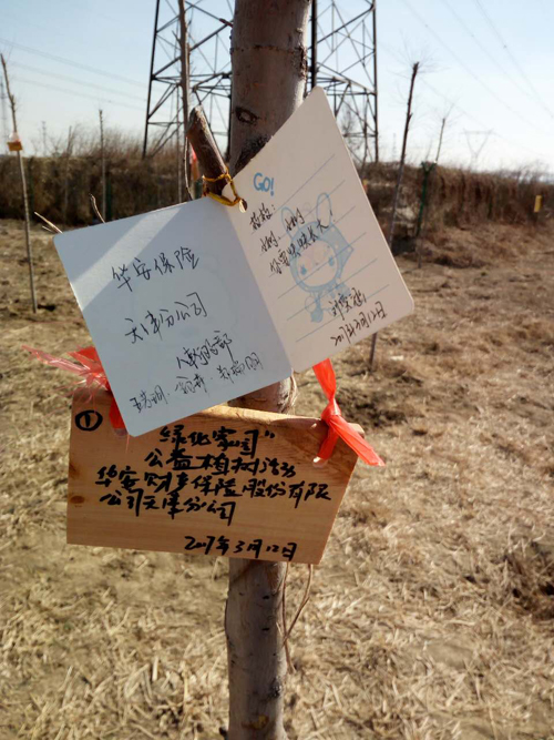 华安保险天津分公司公益植树活动