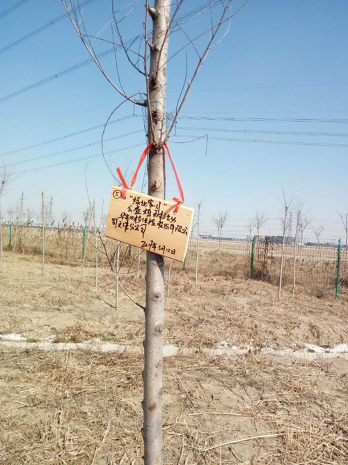 华安保险天津分公司公益植树活动