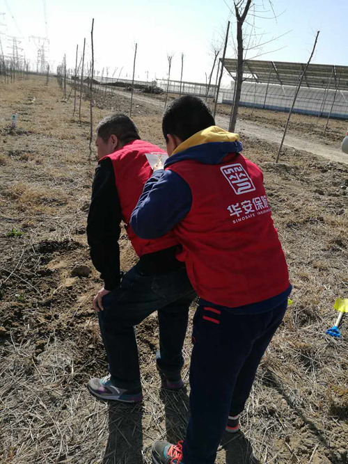 华安保险天津分公司公益植树活动